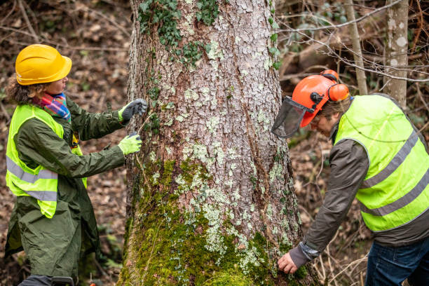 How Our Tree Care Process Works  in  Yorkville, IL