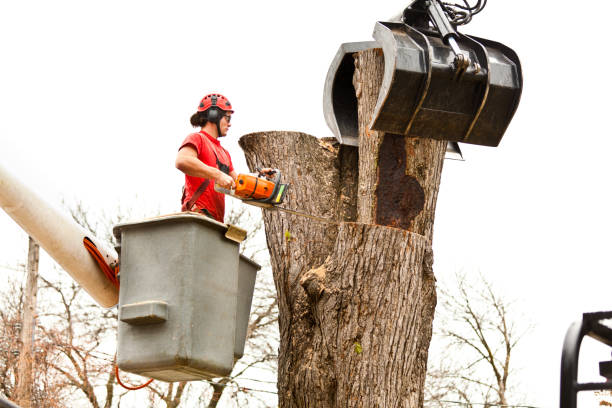 Tree and Shrub Care in Yorkville, IL